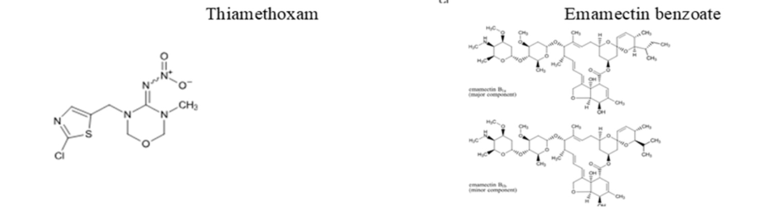 Emamectin Benzoate 3% + Thiamethoxam 12% WG